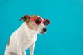Dog in red sunglasses Royalty Free Stock Photo