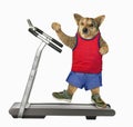 Dog in red t-shirt on treadmill