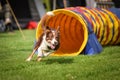 Dog Red Tricolor Border Collie In Agility Tunel. It Was Competition Only For Large.