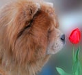 Dog and red tulip Royalty Free Stock Photo