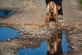Dog reflection on a pool Royalty Free Stock Photo