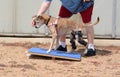 Dog Rehabilitation exercise on rocker board