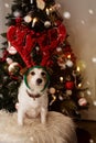 DOG REINDEER. SANTA LITTLE HELPER JACK RUSSELL DIADEM FOR CHRISTMAS, DEFOCUSED CHRISTMAS LIGHT TREE LIKE BACKGROUND Royalty Free Stock Photo