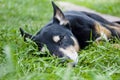 dog relax outdoot. pet relaxing on grass. Tranquil dog finding calm and relaxation outside. A dog at ease in an outdoor setting.
