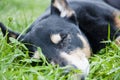 dog relax outdoot. pet relaxing on grass. Tranquil dog finding calm and relaxation outside. A dog at ease in an outdoor setting.