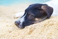 Dog relax on the sea sand beach summer Royalty Free Stock Photo