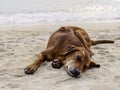 Dog relax sleeping on sand at the beach Royalty Free Stock Photo