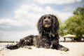 Dog relaxing on beach Royalty Free Stock Photo