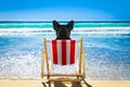 Dog relaxing on a beach chair Royalty Free Stock Photo