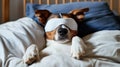 Dog relaxing in bed with eye mask Royalty Free Stock Photo