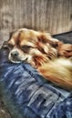 dog relaxing Royalty Free Stock Photo