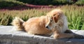 A dog relaxing at the garden in Leh, India Royalty Free Stock Photo