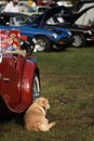 Dog relaxing next to vintage British car at show