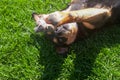 Dog relaxing and resting on grass meadow at the park outdoors and outside on summer vacation Royalty Free Stock Photo