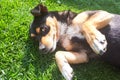 Dog relaxing and resting on grass meadow at the park outdoors and outside on summer vacation Royalty Free Stock Photo