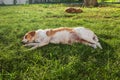 A dog relaxing and resting on grass meadow at the park outdoors and outside on summer vacation holidays Royalty Free Stock Photo