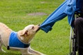 Dog removes the jacket to his disabled owner. Royalty Free Stock Photo