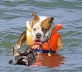 Dog rescue at sea drowning dog in water Royalty Free Stock Photo