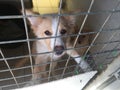 Dog at a rescue shelter in a cage Royalty Free Stock Photo