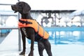 Dog rescuer wearing life vest in swimming pool outdoors