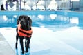 Dog rescuer wearing life vest in swimming pool outdoors