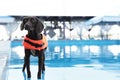 Dog rescuer wearing life vest in swimming pool outdoors