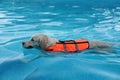 Dog rescuer wearing life vest swimming in pool outdoors