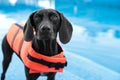 Dog rescuer wearing life vest in swimming pool outdoors, closeup