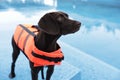 Dog rescuer wearing life vest in swimming pool outdoors, closeup