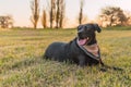 Dog rest in a grass during the sunset