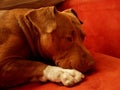 Dog resting on the couch