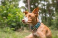 Dog resting Royalty Free Stock Photo