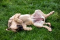 Dog resting on grass Royalty Free Stock Photo
