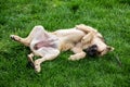 Dog resting on grass Royalty Free Stock Photo