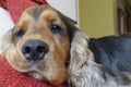 Dog resting head on sofa