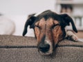 Dog resting at home. Cute terrier dog lying on sofa.