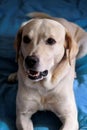 Dog is resting at home. Photo of yellow labrador retriever dog posing and resting on bed for photo shoot. Portrait of labrador. Royalty Free Stock Photo
