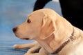 Dog is resting at home. Photo of yellow labrador retriever dog posing and resting on bed for photo shoot. Portrait of labrador. Royalty Free Stock Photo