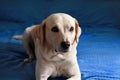 Dog is resting at home. Photo of yellow labrador retriever dog posing and resting on bed for photo shoot. Portrait of labrador. Royalty Free Stock Photo