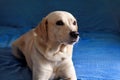 Dog is resting at home. Photo of yellow labrador retriever dog posing and resting on bed for photo shoot. Portrait of labrador. Royalty Free Stock Photo