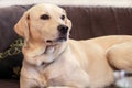 Dog is resting at home. Yellow labrador retriever dog laying in the bed. A beautiful dog enjoys on bed, in the living room. Royalty Free Stock Photo