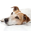 Dog Resting Isolated on White Background Royalty Free Stock Photo