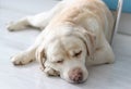 Dog is resting on the kitchen floor. labrador retriever portrait Royalty Free Stock Photo