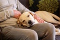 Dog is resting for man owner petting his pet, closeup. Yellow labrador retriever dog feel happy while his owner pampering. Royalty Free Stock Photo