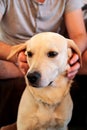 Dog is resting for man owner petting and scratching his pet.