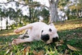 Dog resting in a park Royalty Free Stock Photo