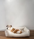 Dog resting in pet bed looking at camera. P Royalty Free Stock Photo