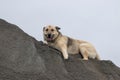 Dog resting on a pile of grey sand