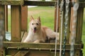 Dog resting at the playground Royalty Free Stock Photo