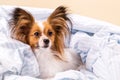 The dog is resting in the post Royalty Free Stock Photo